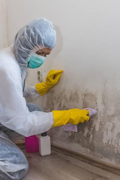 Best Air Quality Testing for Mold Spores  in June Park, FL